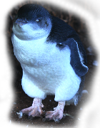 Birdlife, Penguins and more