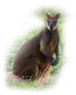 See the Mammals page for Wallabies and more.