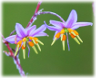 Images of flowers from around the garden or in the wild.