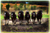 Korumburra Working Horses 2011