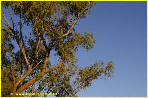 Golden sunset on a Eucalypt at Bladesburg National Park.