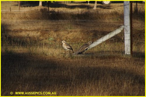 Birdlife at Duff's place.