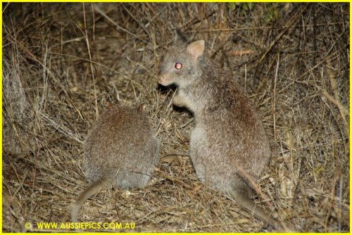 Rufous Bettong