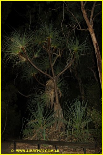 Palm at the office, Undarra National Park