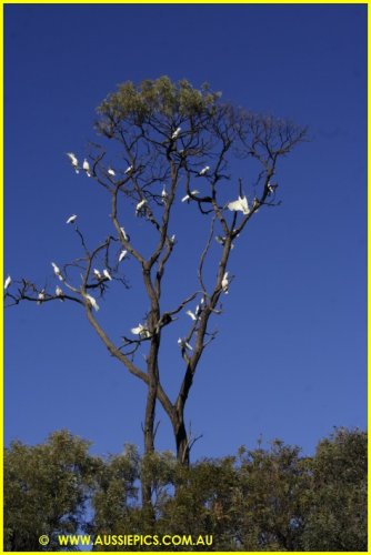 Tree full of Cockatoos