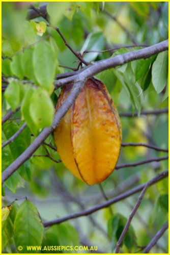 Carambola