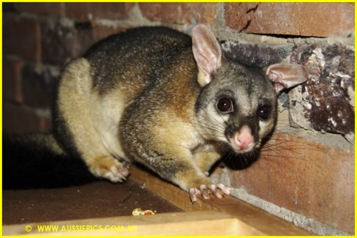 Possum in Shed