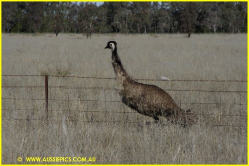 Emu on Boomi Rd.><br>
            <font class=