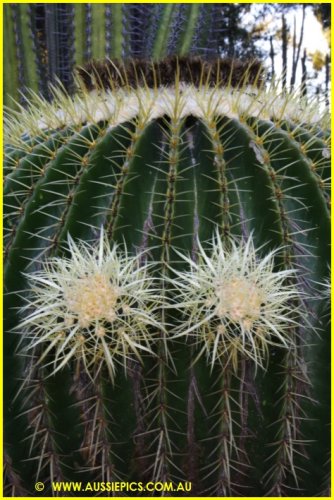 Cacti Garden in Lightning Ridge.