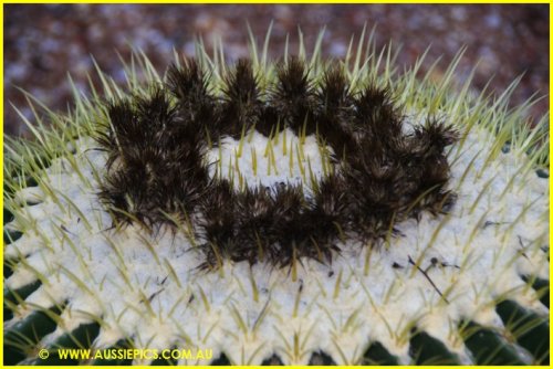 Cacti Garden in Lightning Ridge.