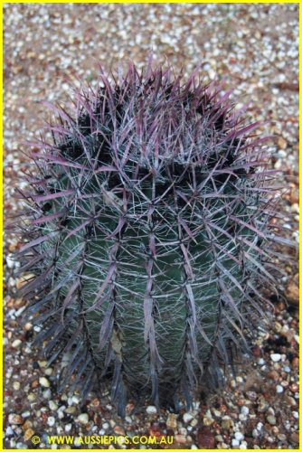 Cacti Garden in Lightning Ridge.