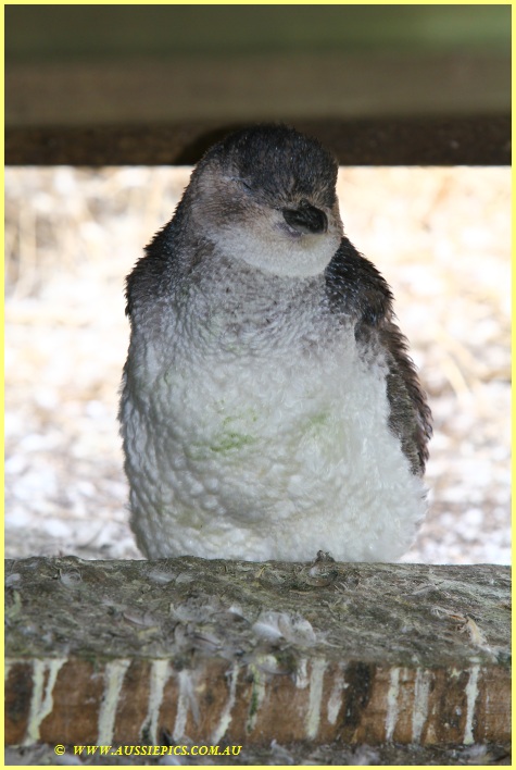 Young penguin hiding under the boardwalk at The Nobbies