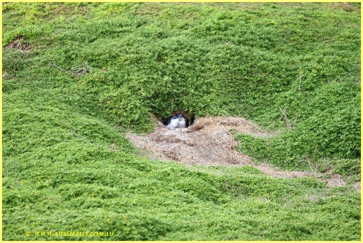 Penguins at the nest