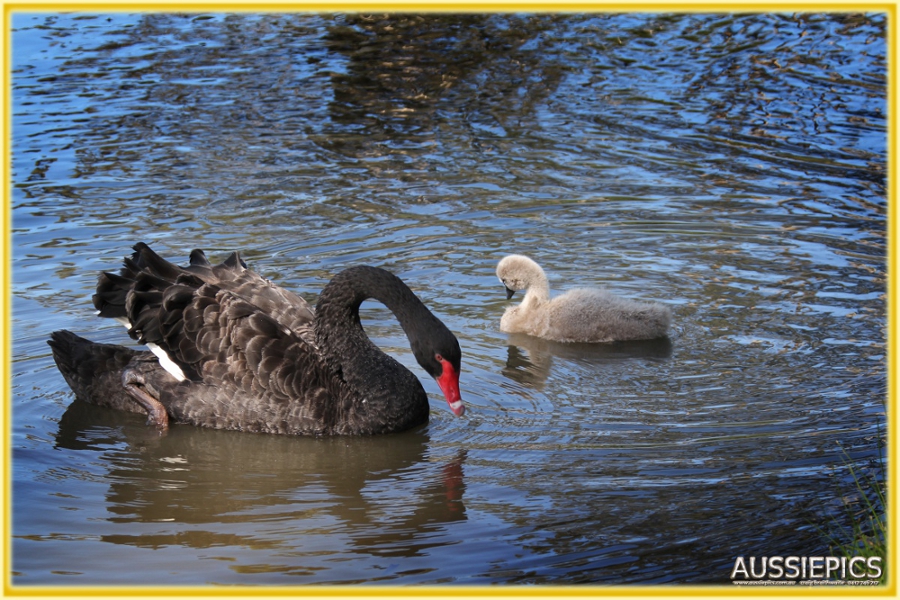 Swans in the Lake at Sale