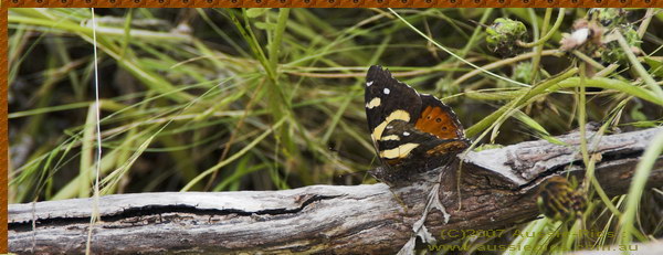 A fairly common butterfly