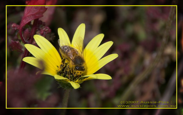 A bee on a daisy
