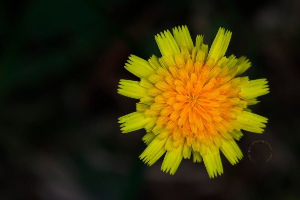 A Daisy in the lawn of a suburban flat.