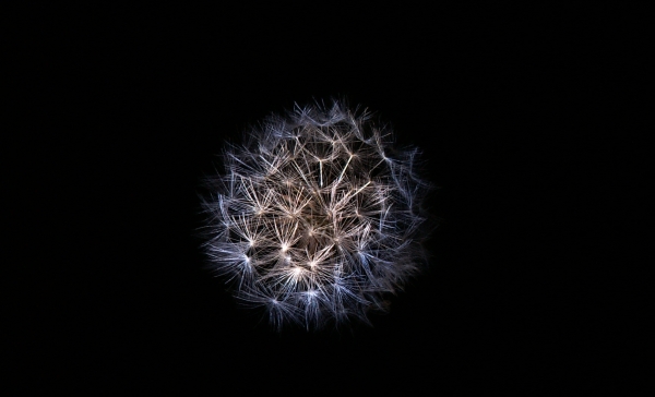 Dandelion, still in the lawn, just spotlighted with a cheap LED torch.