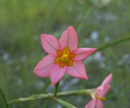 I have no idea what this is, it was over in woodlands park.