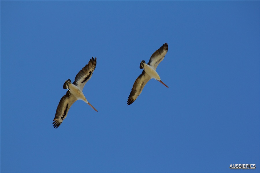 Pelicans in Wilcannia