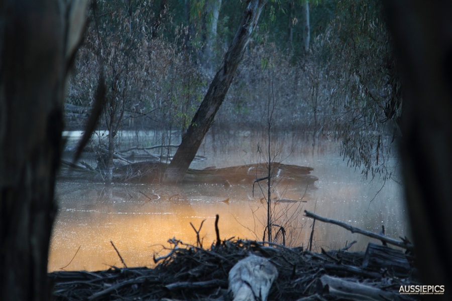 Dawn light on mist alongside the Murrumbidgee