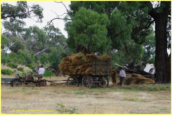 Gathering sheaves for the chaff cutter.