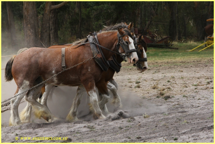 A team of horses on display at Nyora