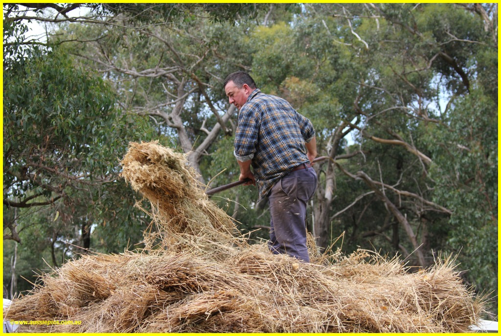 forking hay