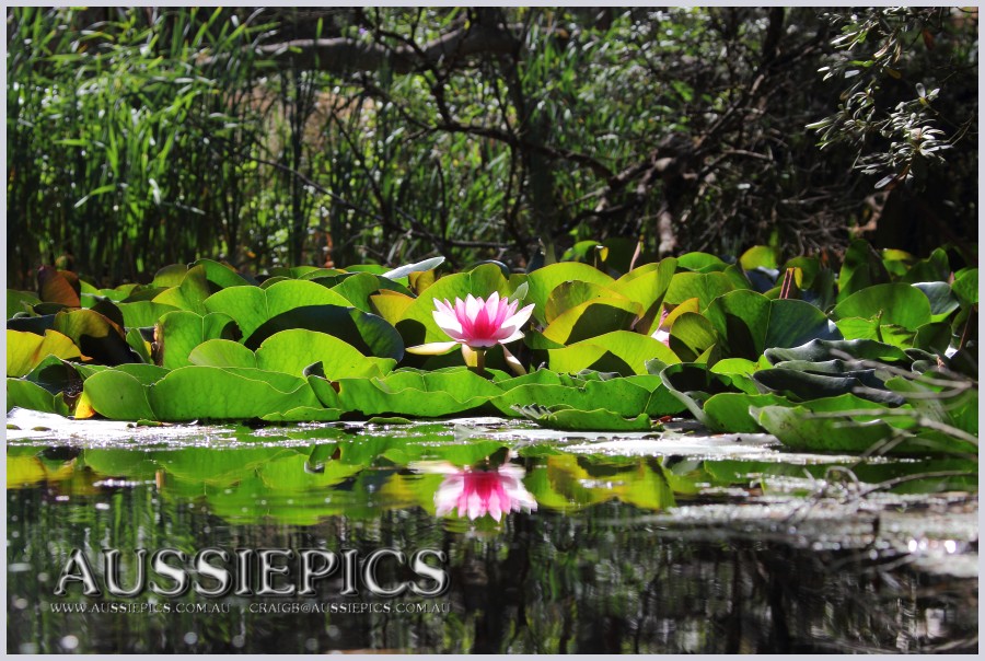 Suprised by a pond of water lillies