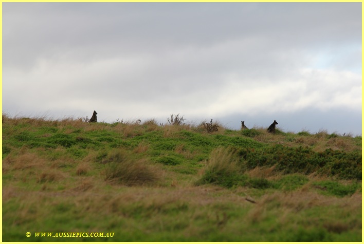 Wallabies at Ventnor (4)