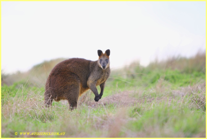 Wallabies at Ventnor (1)