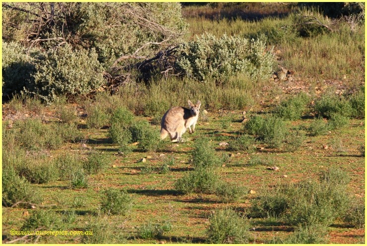 Aussiepics (Aussie Pics or OZIPIX) South Australia trip 2010