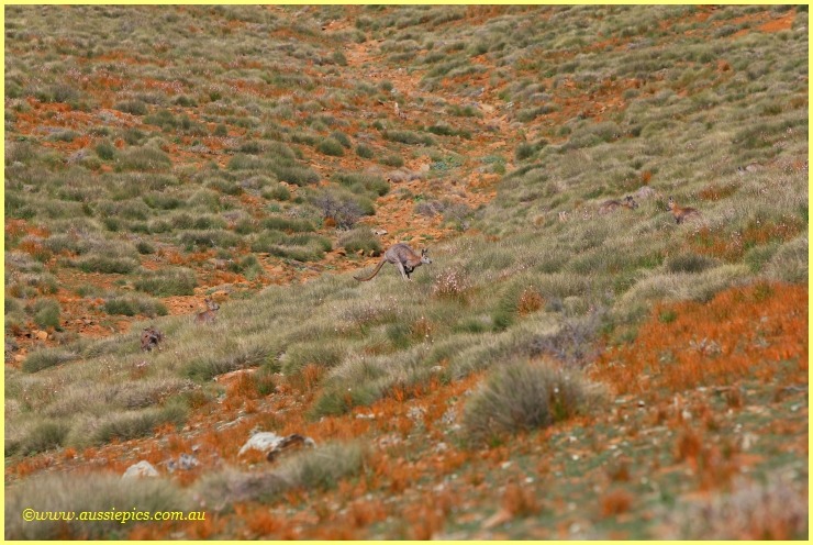 Aussiepics (Aussie Pics or OZIPIX) South Australia trip 2010