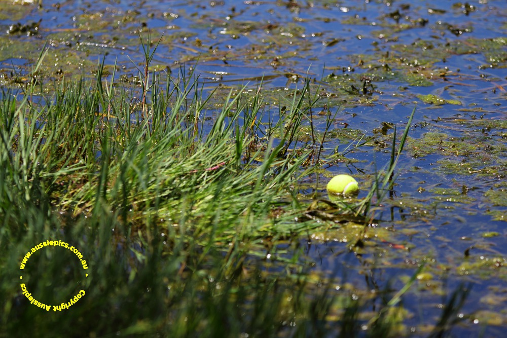 tennis ball in the water.
