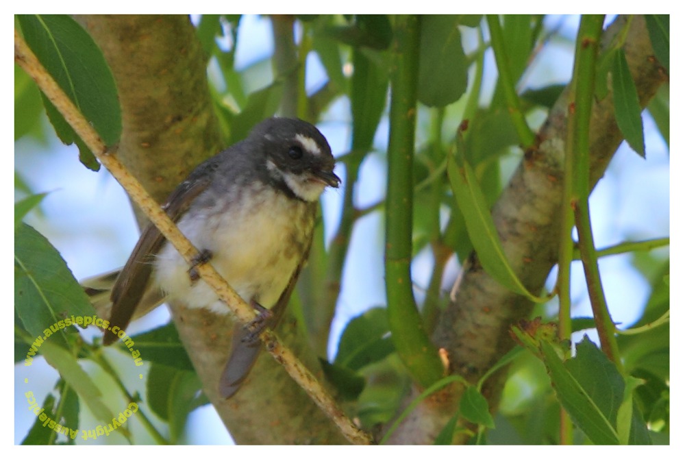 a 'small furry' bird