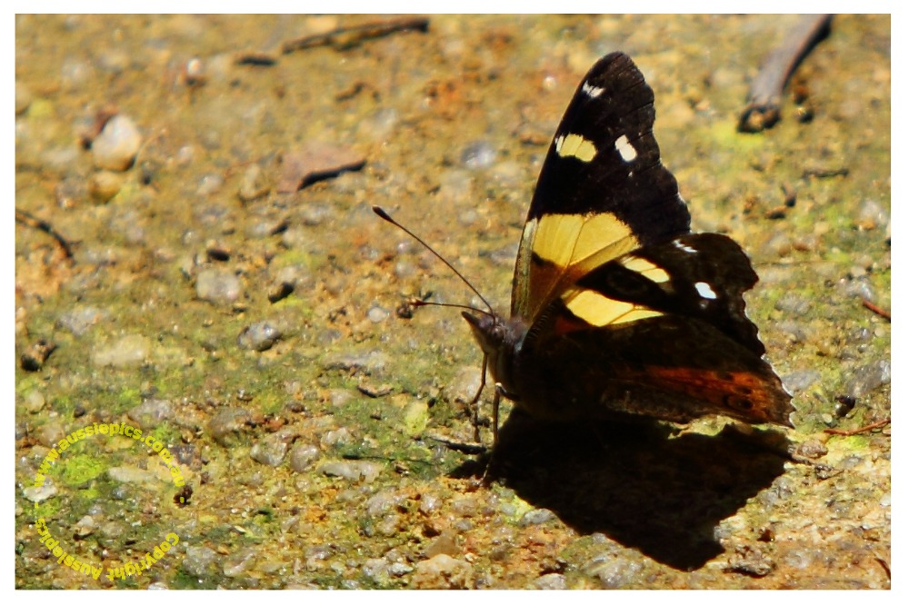 a butterfly on the path