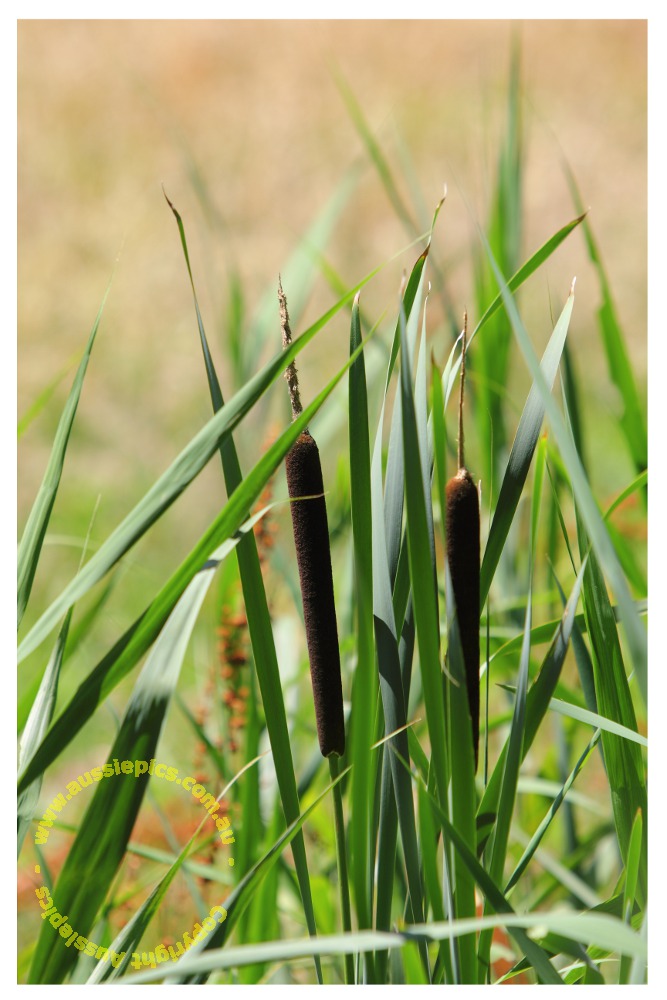 Some Bullrushes